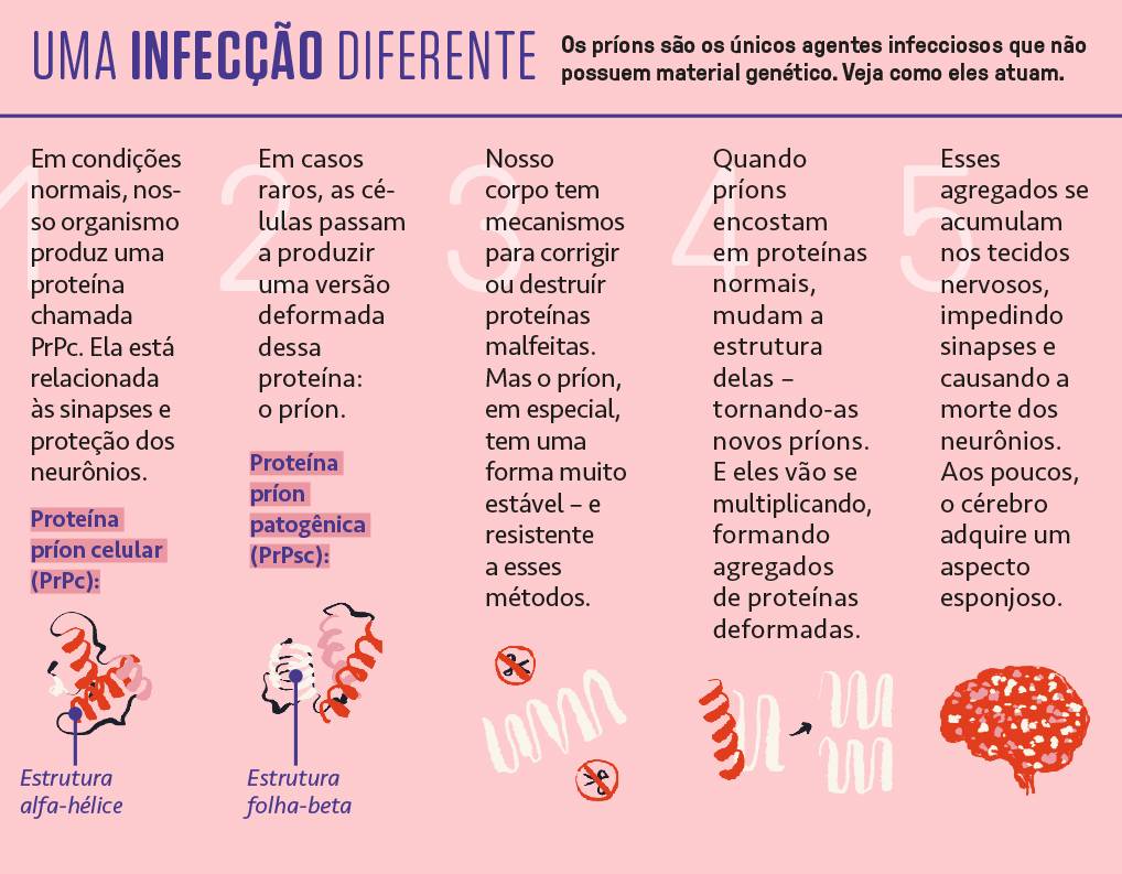 SI_449_Prions5_site Esquema ilustrado e informativo sobre como ocorre a infecção por príons.