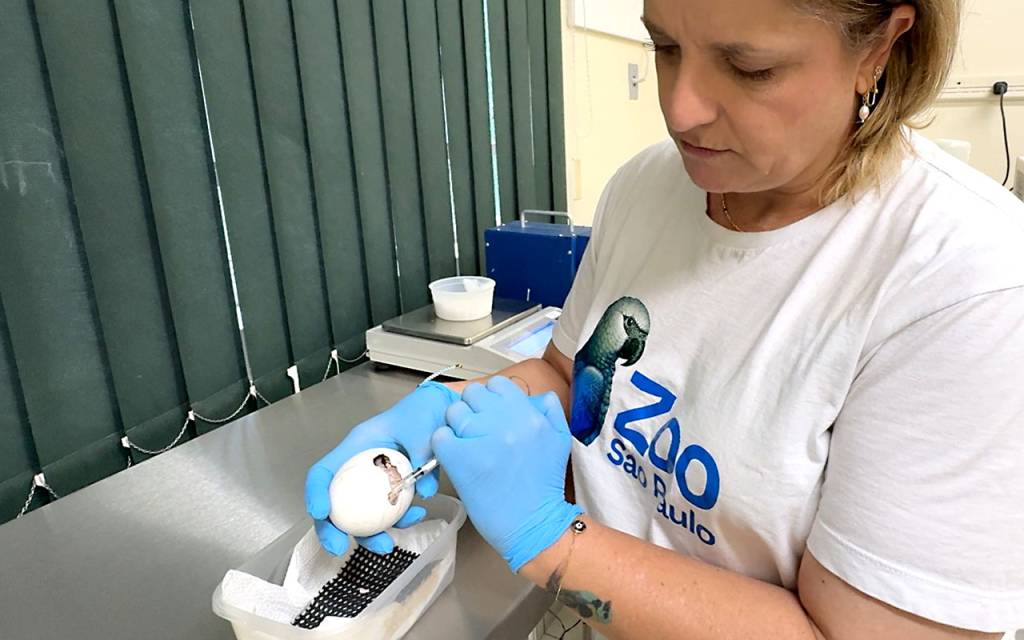 Mulher de meia-idade, com camiseta branca do ZOO São Paulo e luvas azuis, injeta substância em um ovo branco com uma seringa, sobre uma bancada metálica. Ao fundo, uma balança e persianas verdes