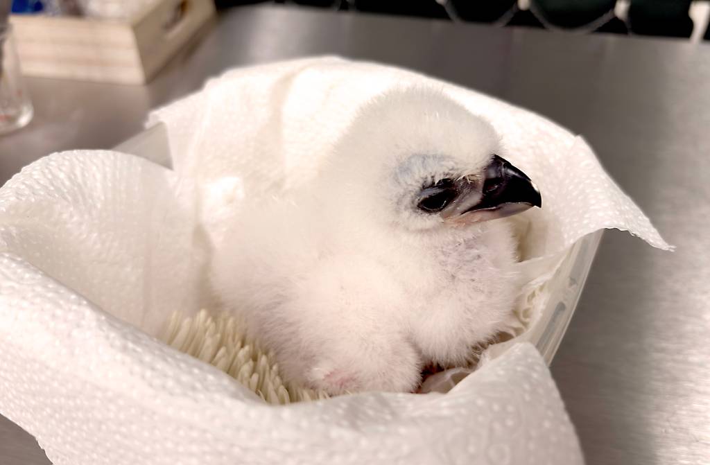 Filhote de ave com penugem branca e bico escuro, deitado em uma caixa forrada com papel toalha branco, em um ambiente de laboratório ou clínica veterinária