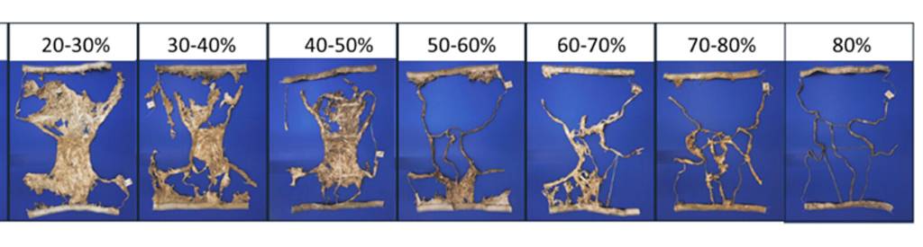 SI_roupa-intima-enterrada_site02 Sete painéis exibem a degradação de raízes de plantas em diferentes porcentagens de umidade, de 20-30% a 80%. As raízes, inicialmente densas e fibrosas, tornam-se mais finas e esparsas à medida que a umidade aumenta, revelando a estrutura vascular. O fundo é azul escuro