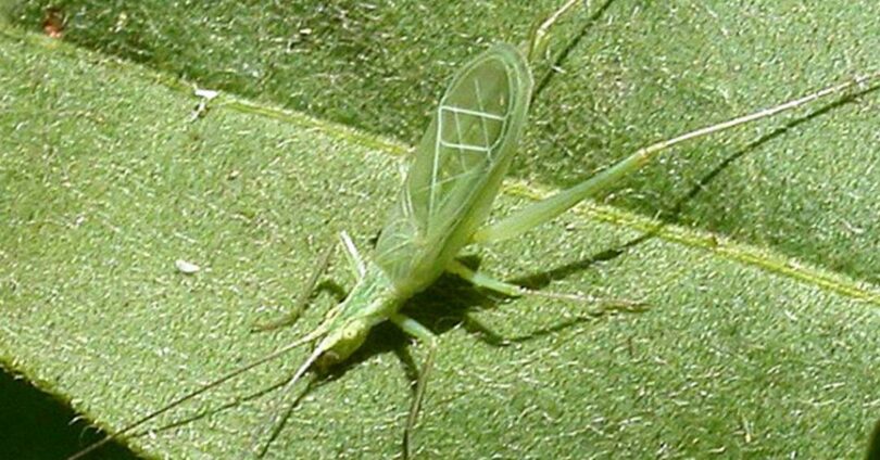 2026