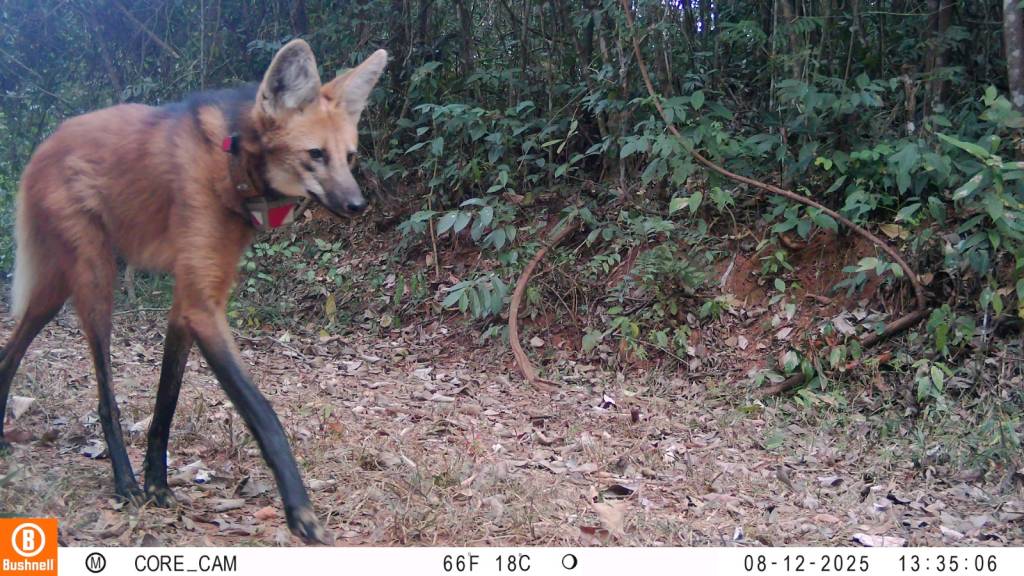 Lobo-guará com coleira de monitoramento e babador vermelho, caminhando em trilha de terra com folhas secas e vegetação densa ao fundo