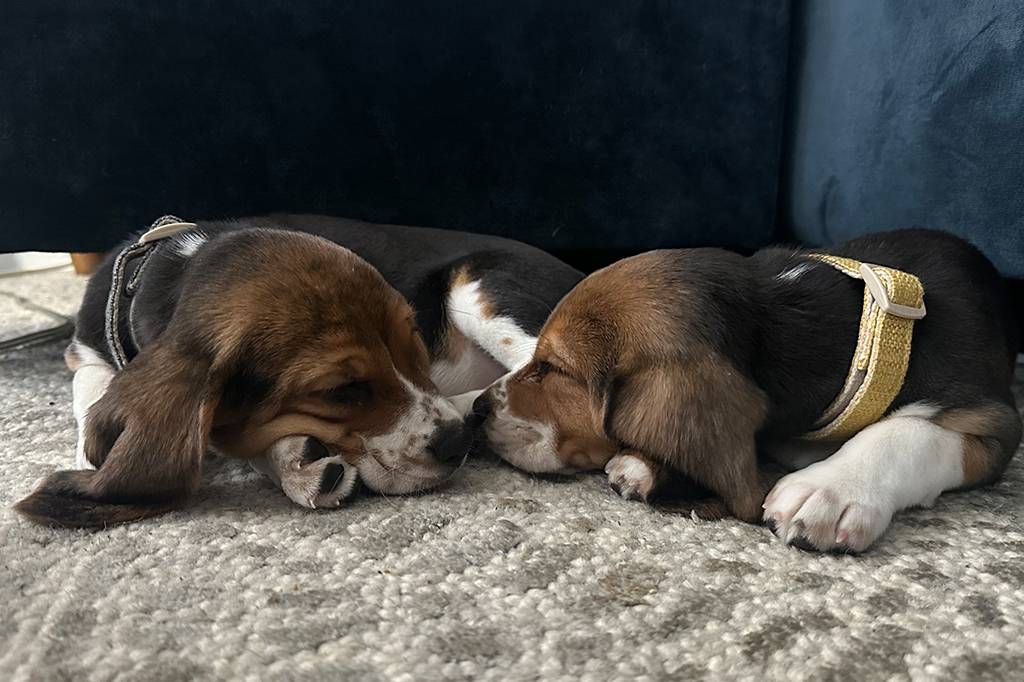 Dois filhotes de beagle tricolores, um com coleira preta e outro com coleira amarela, dormem lado a lado no chão de carpete cinza, com um sofá azul escuro ao fundo