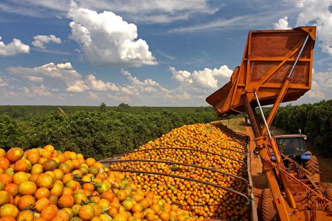 Produção de Laranja Pera cai em agosto, mas Tahiti apresenta crescimento na entressafra