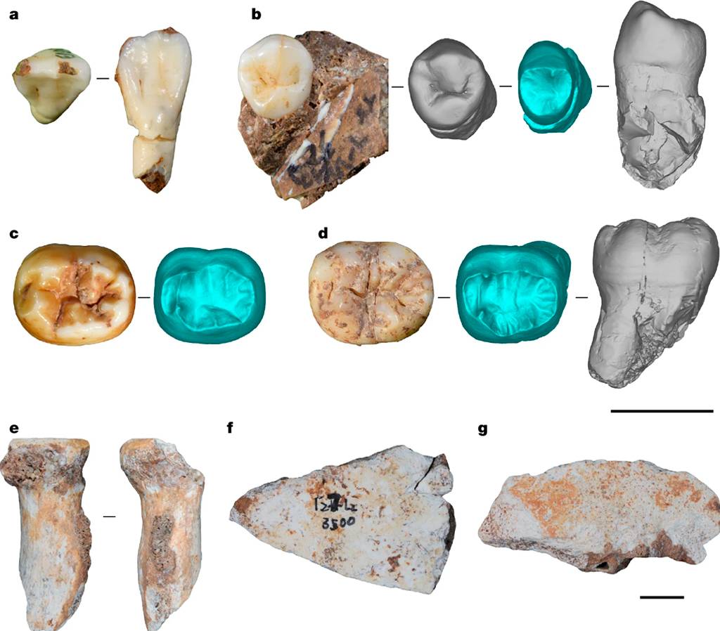 Múltiplas imagens de fósseis e modelos digitais de dentes e ossos. A e B mostram dentes em diferentes ângulos, alguns incrustados em rocha. C e D exibem dentes e seus modelos digitais em azul e cinza. E apresenta dois fragmentos ósseos. F e G mostram fragmentos de rocha com marcas e texturas. Uma barra de escala preta está presente