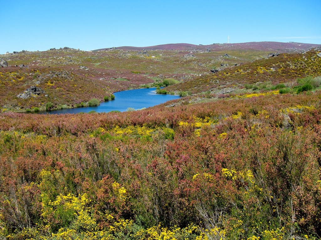 Paisagem montanhosa com um lago azul sinuoso no centro, cercado por vegetação rasteira em tons de verde, amarelo e vermelho. O céu é azul claro e, ao fundo, um aerogerador branco se destaca no topo de uma colina distante