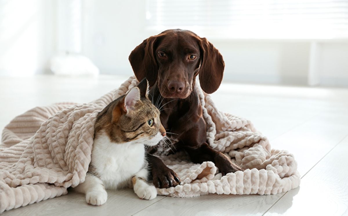frio-do-inverno-muda-a-rotina-e-exige-atencao-com-caes-e-gatos-magnific-2-1 Frio do inverno muda a rotina e exige atenção com cães e gatos Magnific 2