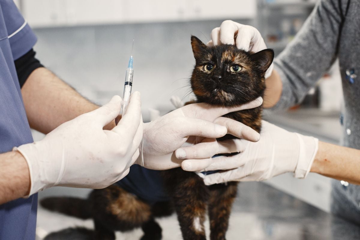 saude-animal-comeca-pela-prevencao-e-passa-pela-vacinacao-pexels-1-1 Saúde animal começa pela prevenção e passa pela vacinação Pexels (1)