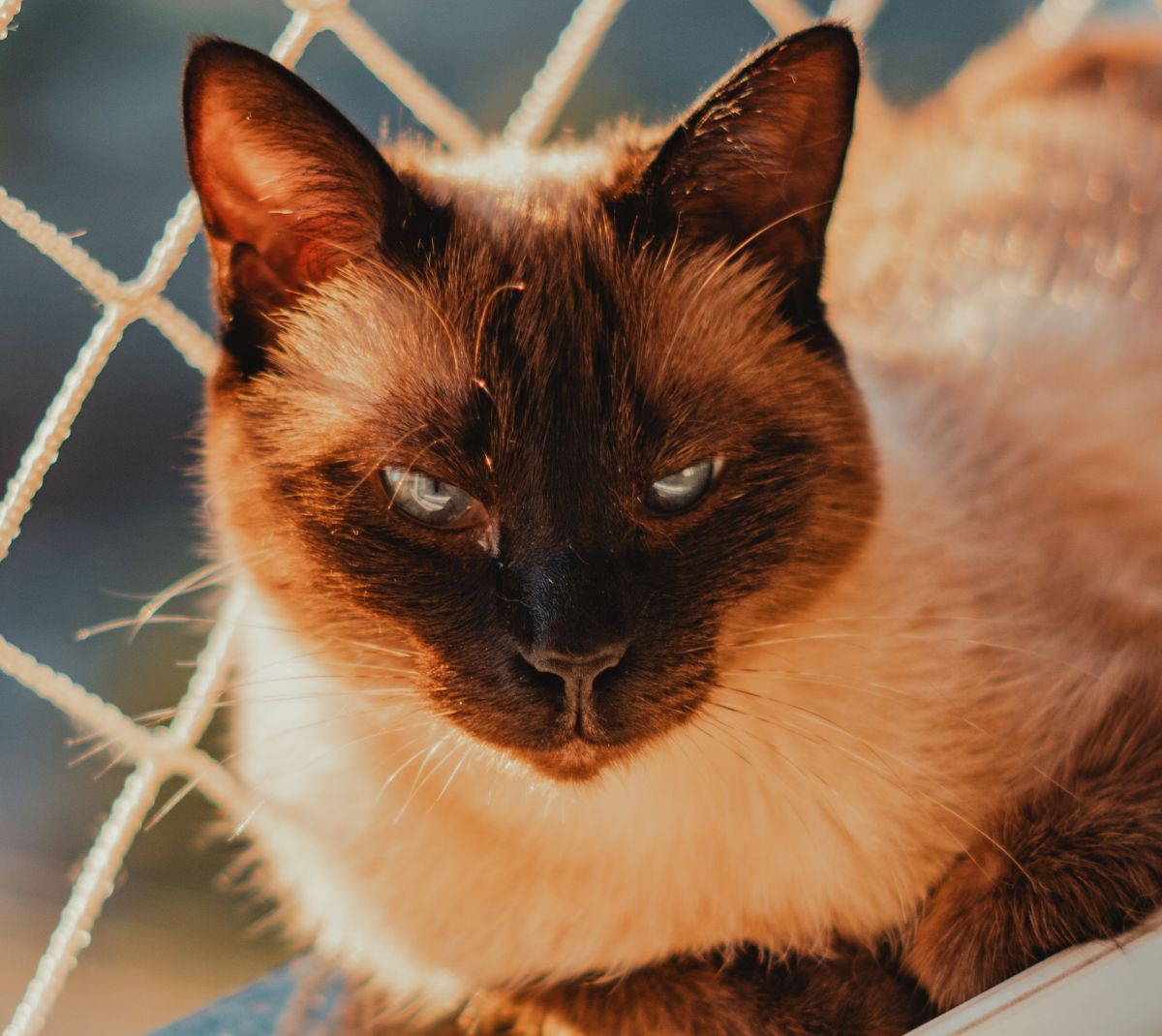 a-escolha-de-um-pet-pode-mudar-quando-a-idade-deixa-de-importar-pexels-2 A escolha de um pet pode mudar quando a idade deixa de importar Pexels (2)