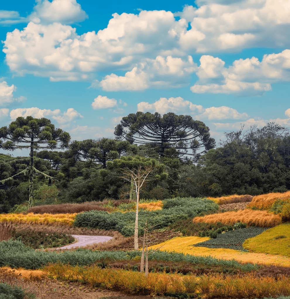 Paisagem com céu azul e nuvens brancas, árvores araucárias altas e densas ao fundo. Em primeiro plano, um campo com faixas de vegetação em tons de verde, amarelo e marrom, e um caminho sinuoso de terra clara