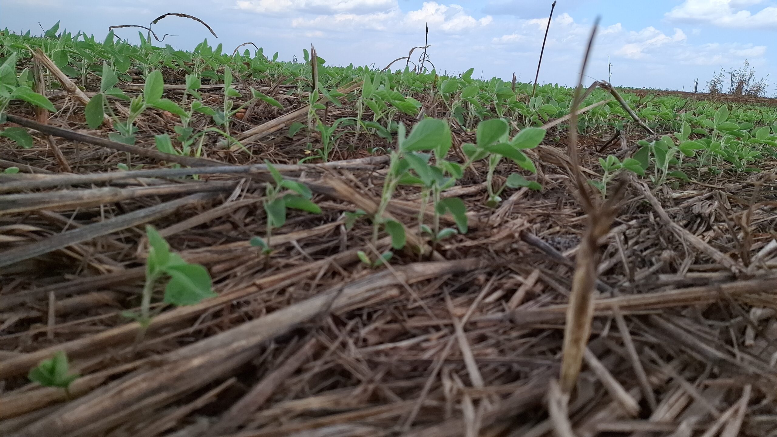 Com chuvas recentes que aliviam o solo no médio-norte mato-grossense, ritmo dos trabalhos avança com cautela, custos elevados de produção e aperto no crédito rural.