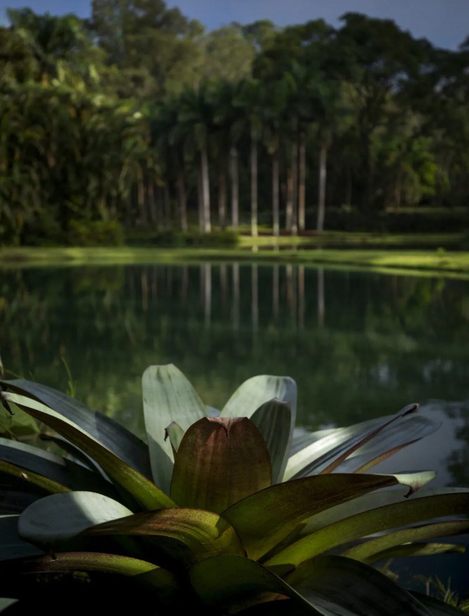 Bromélia de folhas verdes e avermelhadas em primeiro plano, com um lago e palmeiras refletidas na água ao fundo, sob um céu azul