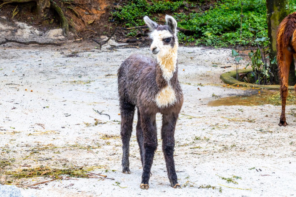 Filhote de lhama com pelo marrom escuro e manchas brancas no rosto e pescoço, em pé sobre areia clara com vegetação verde ao fundo
