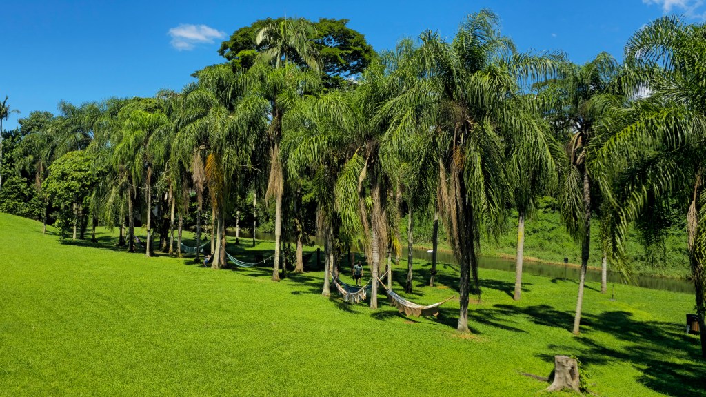 Um gramado verde vibrante se estende sob um céu azul claro com uma pequena nuvem branca. Uma fileira de palmeiras altas e frondosas, com troncos finos, divide o gramado de um rio ou lago à direita. Algumas redes coloridas estão penduradas entre as palmeiras, convidando ao descanso. A vegetação densa e verdejante forma uma paisagem exuberante e tranquila