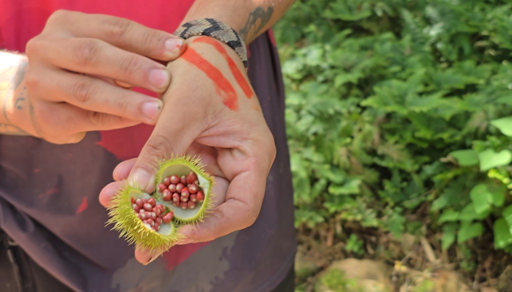 Mãos seguram um urucum verde e espinhoso, aberto ao meio, revelando sementes vermelhas. Uma das mãos tem duas listras vermelhas de tinta e uma pulseira de miçangas escuras, com vegetação verde desfocada ao fundo