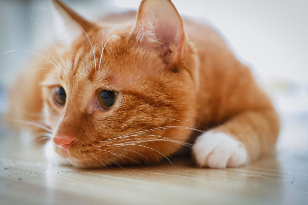 o-silencio-dos-gatos-pode-esconder-sinais-de-dor-e-doencas-pexels-2 O silêncio dos gatos pode esconder sinais de dor e doenças Pexels (2)
