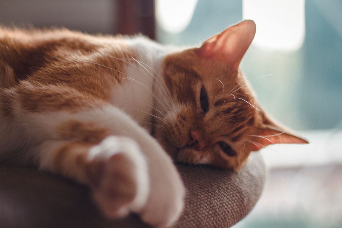 o-silencio-dos-gatos-pode-esconder-sinais-de-dor-e-doencas-pexels-1 O silêncio dos gatos pode esconder sinais de dor e doenças Pexels (1)