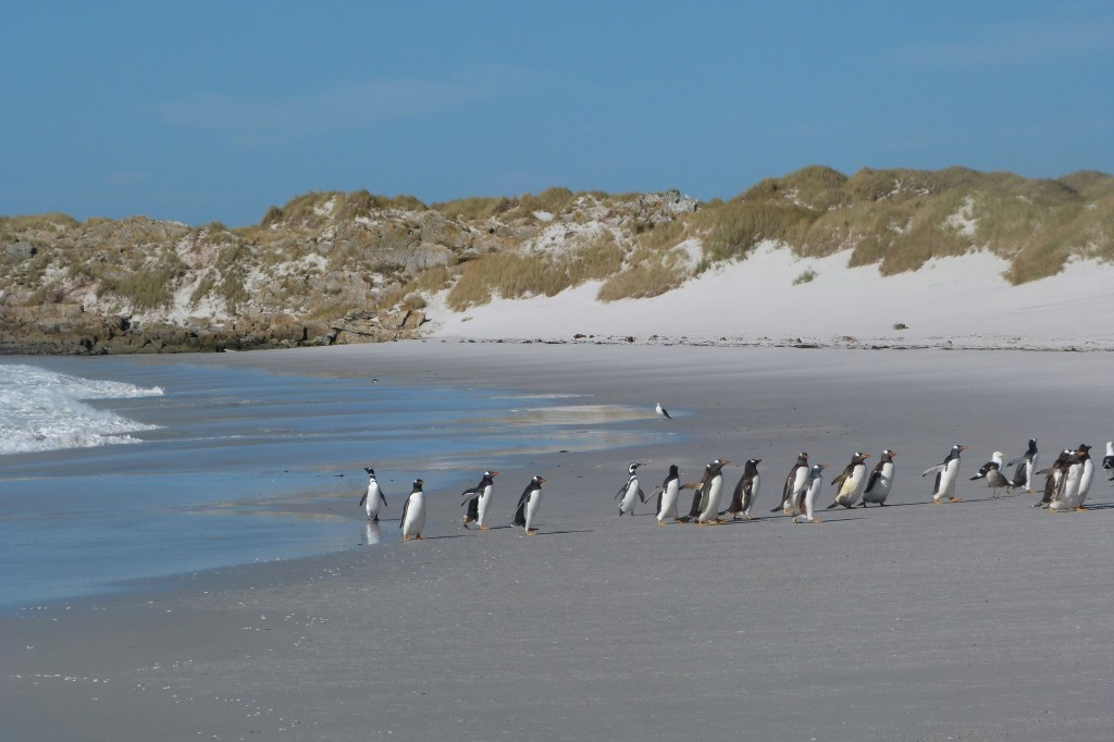 Um grupo de pinguins-gentoo e outras aves marinhas caminha pela areia molhada de uma praia, com dunas de areia e vegetação ao fundo sob céu azul