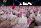 2026