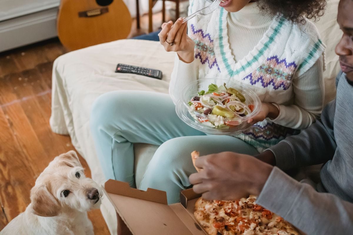 Seu pet está com fome ou apenas aprendeu a pedir comida   Pexels (3)