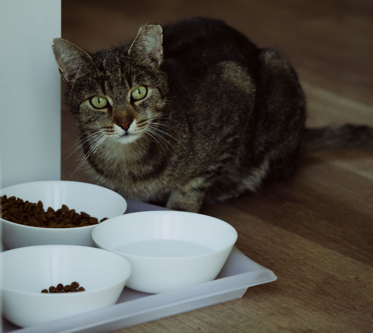 seu-pet-esta-com-fome-ou-apenas-aprendeu-a-pedir-comida-pexels-2 Seu pet está com fome ou apenas aprendeu a pedir comida Pexels (2)