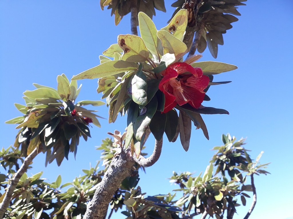 Uma flor vermelha vibrante com pétalas listradas e centro claro, em um galho com folhas verdes escuras, contra um céu azul claro