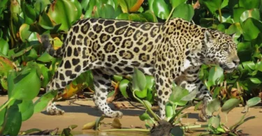 2026 word3