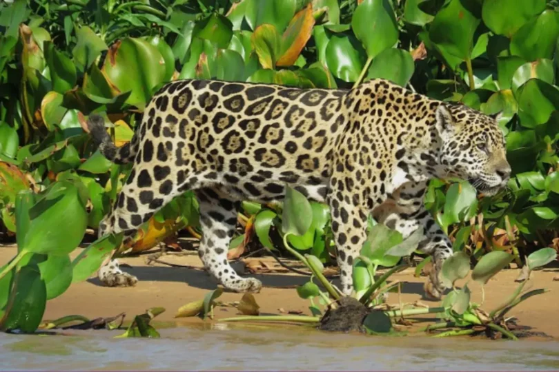Onças Ganham 44 Mil Hectares De Refúgio Em 12 Fazendas No Pantanal De Mt 1 2026 word2