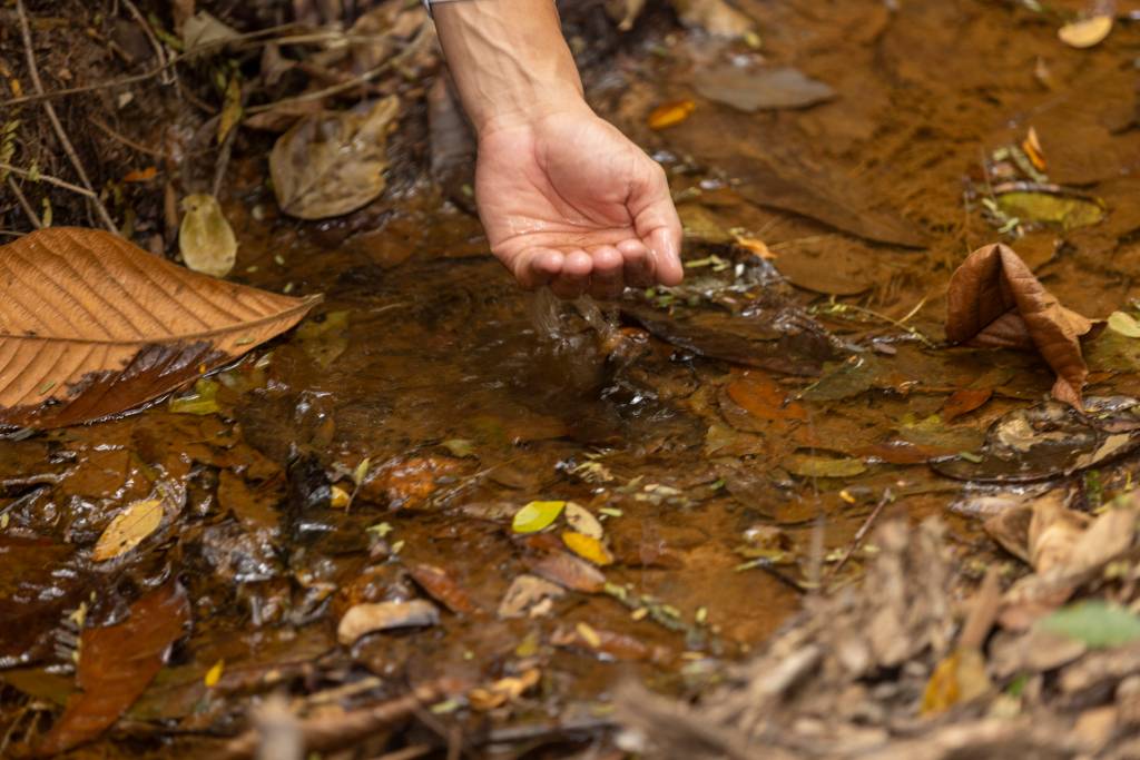 Mão de uma pessoa branca, com veias aparentes, em concha, coletando água limpa de um riacho raso com folhas secas marrons no fundo