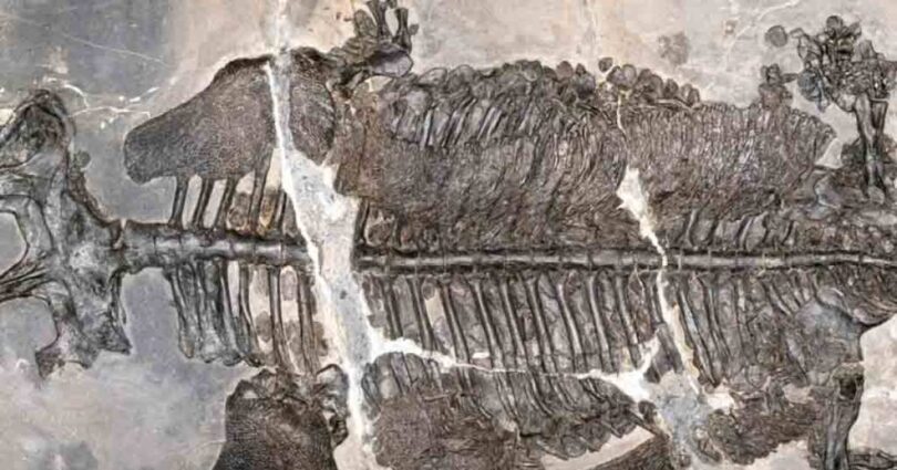 Descoberto O Primeiro Anfíbio Marinho: Paleontólogos Revelam Novo Marco Na Evolução 1 2026 word3