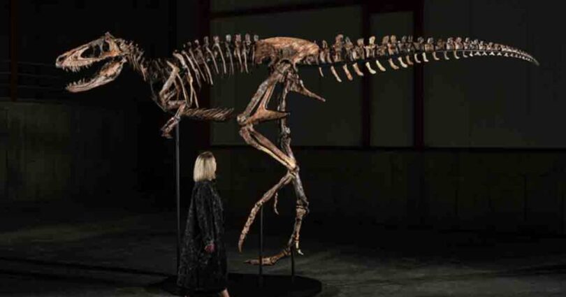 Esqueleto Raro De Nanotyrannus É Vendido Por Us$ 47,3 Milhões Em Leilão: Um Recorde No Mercado De Fósseis 1 2026 word2
