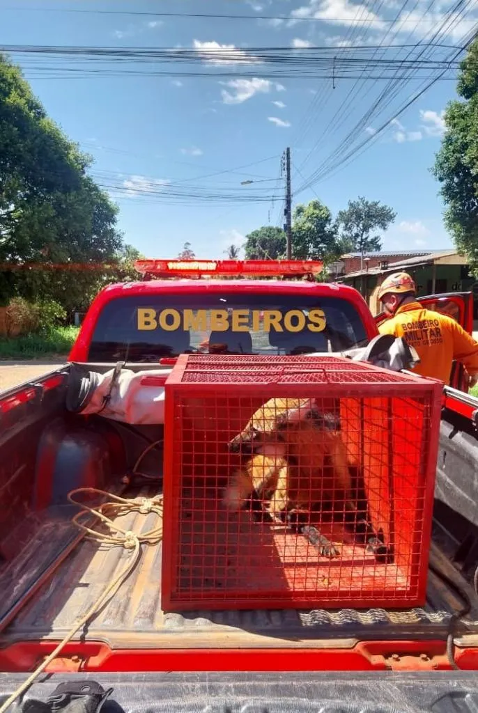 Lobo-Guará É Resgatado Por Bombeiros Em Cozinha De Casa Na Divisa Mt-Go 1 2026 word1